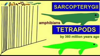 CLADOGRAM14 TETRAPODS [upl. by Rebmyk293]