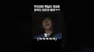 주인이랑 똑닮은 정국의 강아지 밤이ㅋㅋㅋ😂😍 [upl. by Aynas]