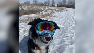 Help send Fort Collins border collie to avalanche rescue dog training [upl. by Melc]