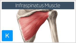 Infraspinatus Muscle  Origin Insertion amp Function  Human Anatomy  Kenhub [upl. by Jemie]