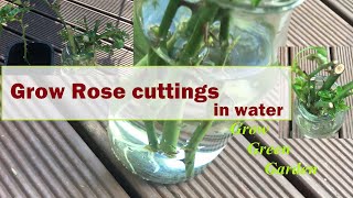 How to grow rose cuttings in water [upl. by Leunamesoj]