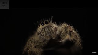 The Biggest Spider In The World  Love Nature [upl. by Hamlin]