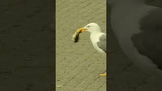 Baby Duck Eaten By Seagull [upl. by Michi]