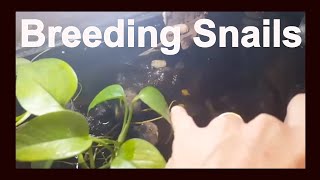 How To Breed Pomacea Bridgesii Mystery Snails [upl. by Yelrahs]