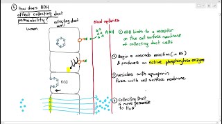 148 Urine Formation 5 Collecting Ducts Selective ReabsorptionCambridge AS A Level Biology 9700 [upl. by Ativad257]