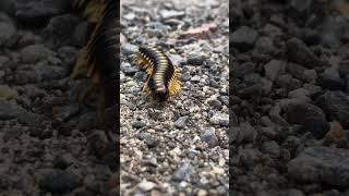 Kids Learn About Bugs 🐛 kidstry nature bug Link in the description for full video [upl. by Yrrac997]