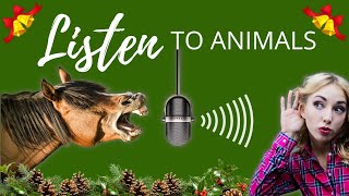 Listening to Animals During The Holidays [upl. by Ennaitsirk]