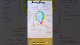 😎NOTES◀️ 🚨HANDWRITTEN TESTIS ANATOMY shorts anatomy notes [upl. by Sessler]