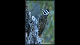 The Bearded Woodpecker [upl. by Oates]