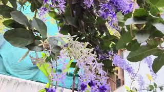 My Petrea Volubilis May 2024 [upl. by Bubb]