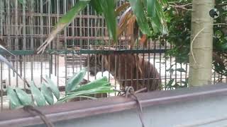 Amazing Tiger Roar in the backyard [upl. by Arley488]