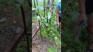 Harvesting Vegetables Sitaw Okra Malungay Talbos at Tanglad shorts plants garden farming [upl. by Meirrak]