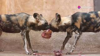 Wild Dogs vs Impala Epic Hunt in the Wild [upl. by Cathy]