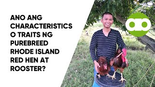 Ano ang Characteristics o Traits ng Purebreed Rhode Island Red Hen at Rooster [upl. by Acirtal]