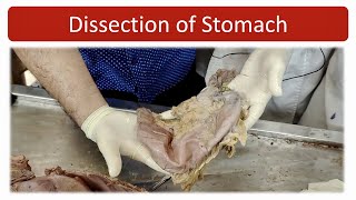 Dissection of stomach anatomy of stomach [upl. by Pry]