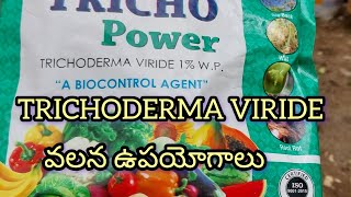 TRICHODERMA VIRIDE వలన ఉపయోగాలు teluguvlogs viralvide [upl. by Ahsitel]