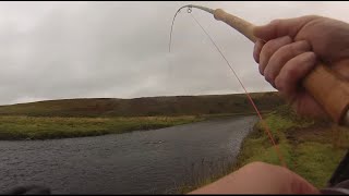 Scotland Salmon Fishing  Thurso  Helmsdale  Alness  via Auckland [upl. by Leila896]