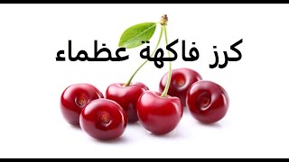 كرز cerasus طرق تكاثر وتسميد ورى حلقة 238 [upl. by Milon]