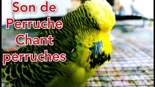 Chant perruches  Son de Perruche  perruche ondulée  écoutez vous vous sentirez heureux [upl. by Anelah379]