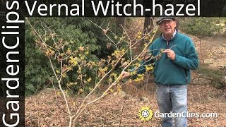 Vernal Witchhazel  Hamamelis vernalis  Growing winter and spring blooming Witch hazel [upl. by Lleynad]