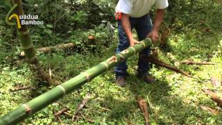 Harvesting Bamboo Water [upl. by Brink]