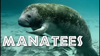 All About Manatees for Children Manatee Video for Kids  FreeSchool [upl. by Geraud]