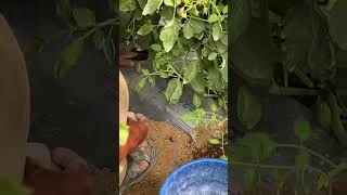 fertilización en fase de formación de frutos y floración en tomate tomato tomate agriculture [upl. by Nybbor]