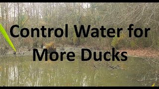 Build a Waterfowl Impoundment Easily and Cheaply WITHOUT a flashboard riser [upl. by Fransisco]