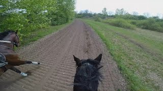 Gallop Sparing with FAST Speed average 55 KmH GOPRO 5 [upl. by Lateh142]