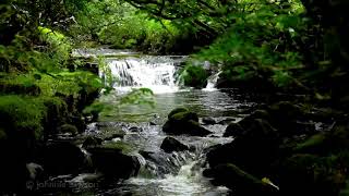 Relaxing Waterfall Nature SoundsNatural music of Birds ChirpingSleeping Bird Sound Meditation [upl. by Pincus92]