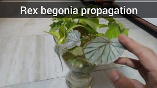 Rex begonia propagation for terrarium [upl. by Rehpetsirhc]