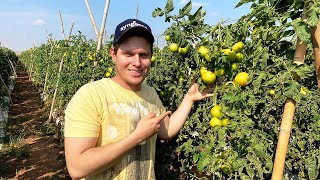 TOMATE ÓTIMA OPÇÃO DE RENDA PARA O PEQUENO PRODUTOR [upl. by Akenit]