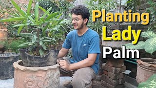 Planting Lady Palm In Big Pot  Baith Palm  Repotting Of Palm garden plants indoorplants [upl. by Anaud]