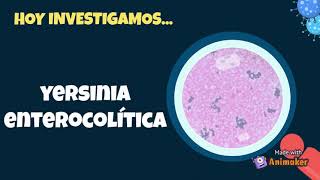 Yersinia Enterocolitica y la yersiniosis 🦠 Bajo el microscopio [upl. by Irama626]