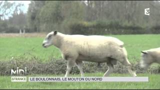 ANIMAUX  le boulonnais le mouton du nord [upl. by Hamehseer]