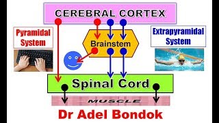 Pyramidal and Extrapyramidal Motor System and Desending Tracts Dr Adel Bondok [upl. by Niuq]