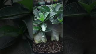 The Fertilizer Gardening Flower Bonsai Houseplant Adenium Desert Rose [upl. by Tatiana]