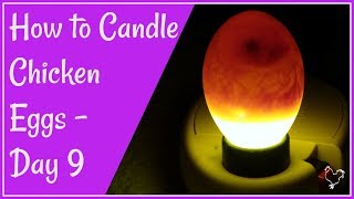 How to Candle Chicken Eggs Day 9 of Incubation [upl. by Emelen]