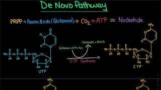 Pyrimidine Synthesis De Novo Pathway CTP dCTP  Biochemistry [upl. by Eetnom]