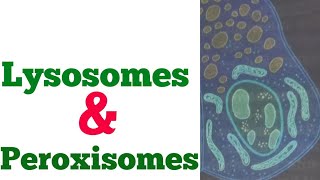 Physiology lecture 13  Lysosomes and peroxisomes  structure and functions of lysosomes peroxisomes [upl. by Chien]