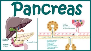 Pancreas  Endocrine and exocrine pancreas overview  Heterocrine gland Animated biology with Arpan [upl. by Farrica]