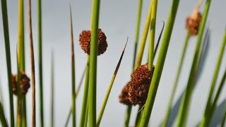 JUNCOS Juncus PLANTAS SILVESTRES [upl. by Narud]