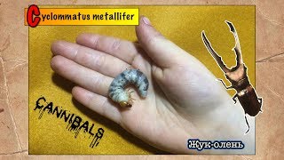 Личинки жукаоленя съели друг друга  Cyclommatus metallifer [upl. by Janina]