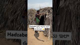 hadzabe ట్రైబ్స్ ఇళ్లులు ఇలా ఉంటాయ  Hadzabe Tribe Houses 🏠 Africa Tanzania 🇹🇿Ram The Traveller [upl. by Leachim288]