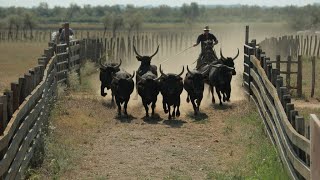 Caractères de Camargue • FRANCE 24 [upl. by Sunev]