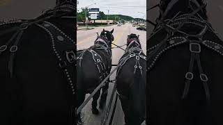 quotPercheron Draft Horses Take Over Townquotworkhorse kentucky percheron forsale viral draft [upl. by Cuthbertson]