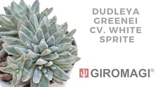 Dudleya greenei cv White Sprite [upl. by Avis924]