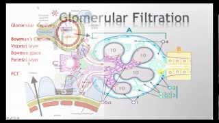 Physiology of Glomerular Filtration [upl. by Tlevesoor]