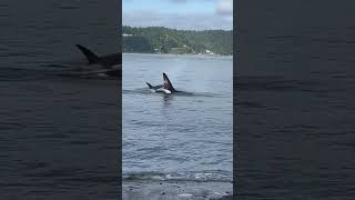 Orcas Breach Near Shore as They Hunt Seals [upl. by Ettevroc]