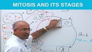 Mitosis and Its Stages  Phases of Mitosis 👨‍⚕️ [upl. by Bowne618]